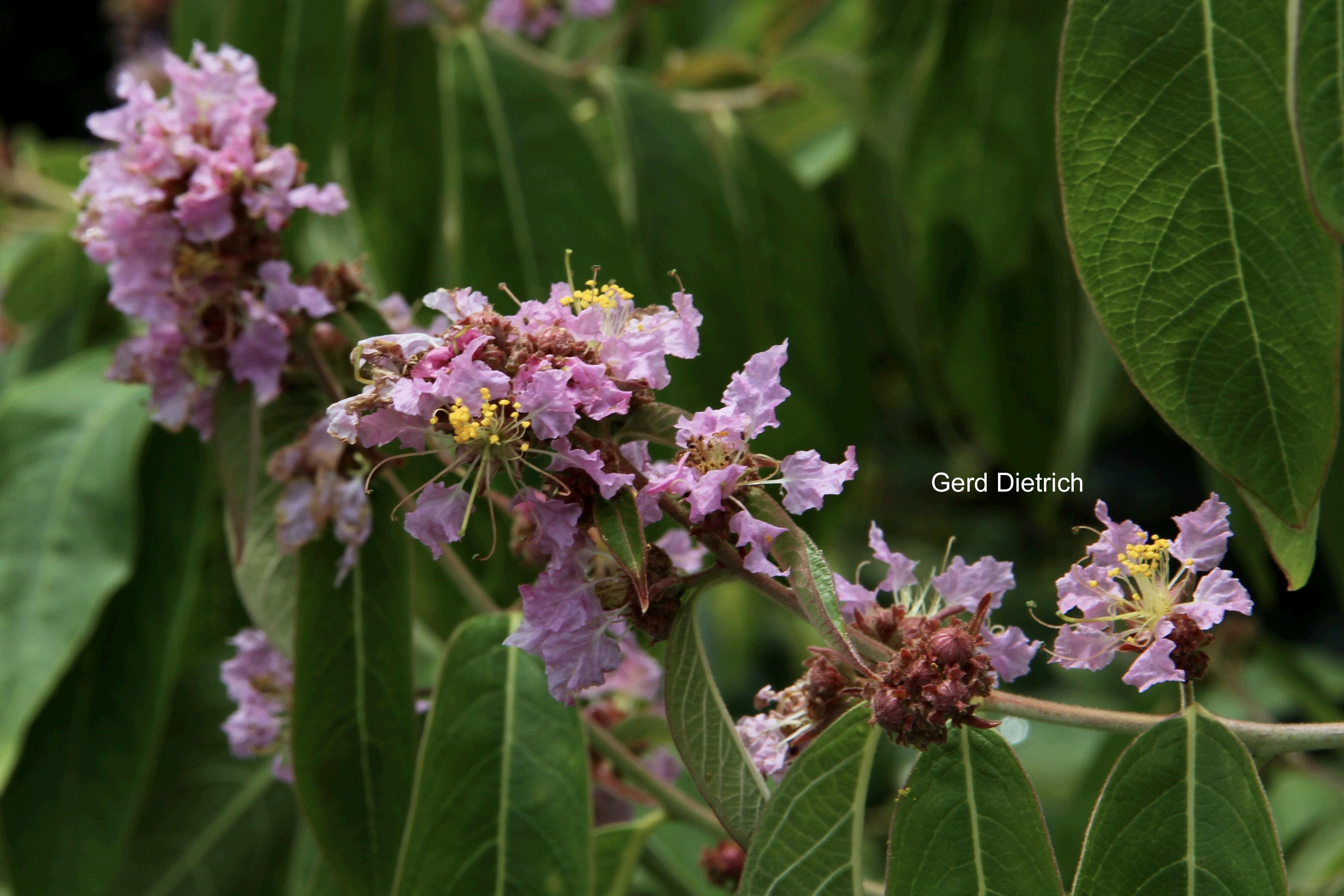 Lagerstroemia chekiangensis