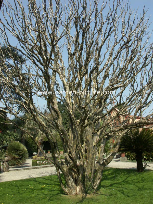 Lagerstroemia indica 'Nivea'
