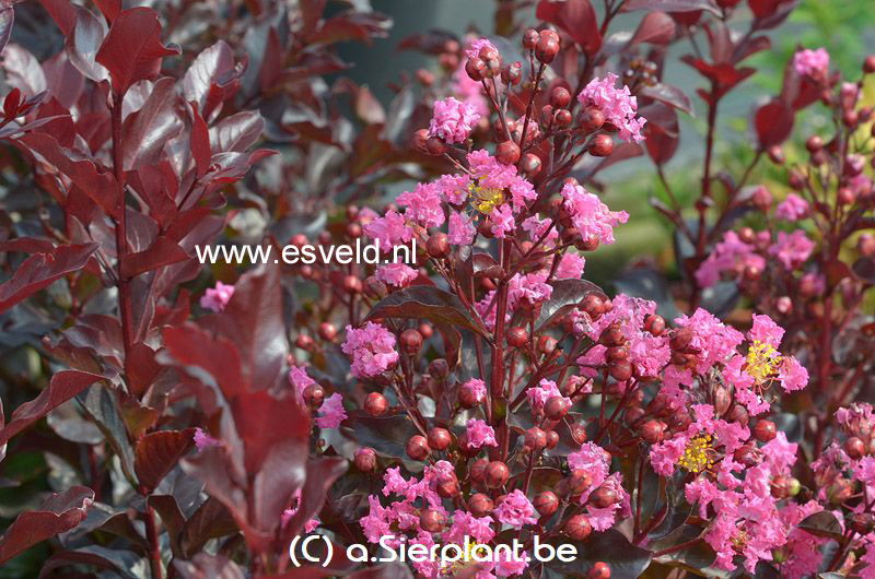 Lagerstroemia indica 'Pink Velour'