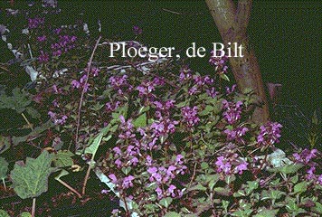 Lamium maculatum 'Chequers'