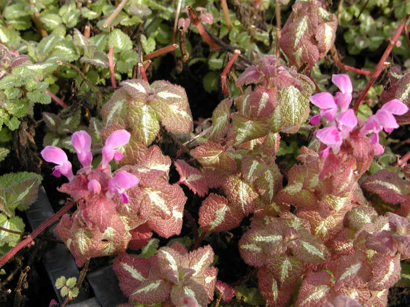 Lamium maculatum 'Roseum'