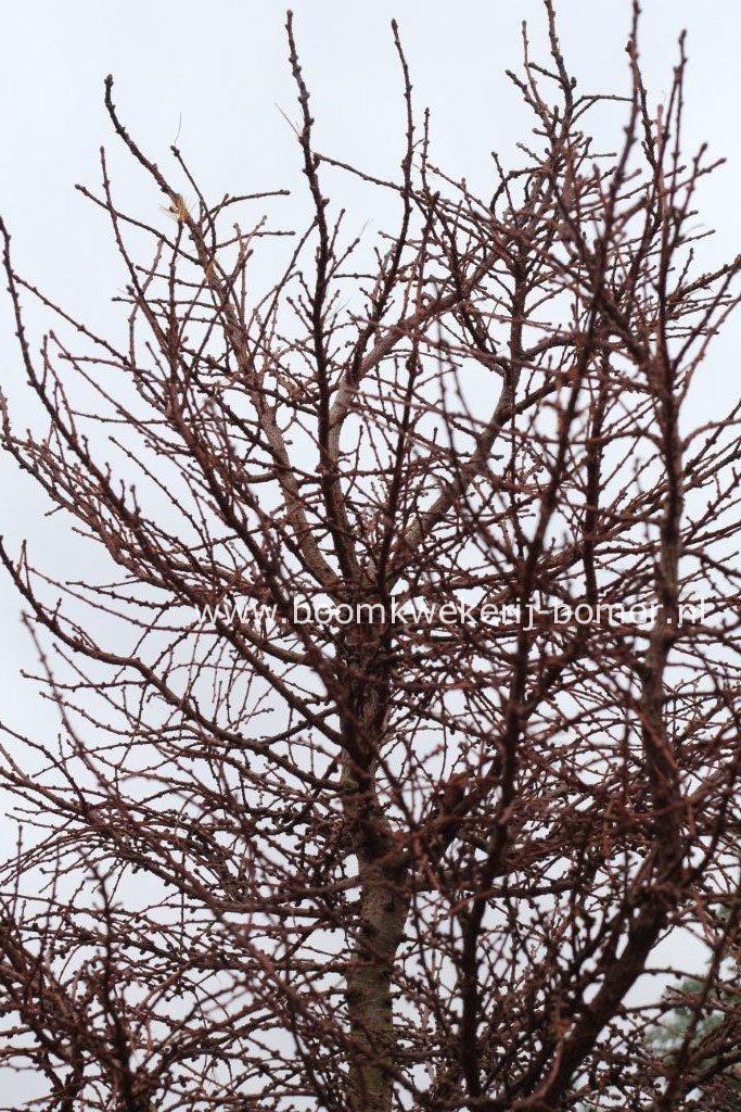 Larix decidua 'Little Bogle'