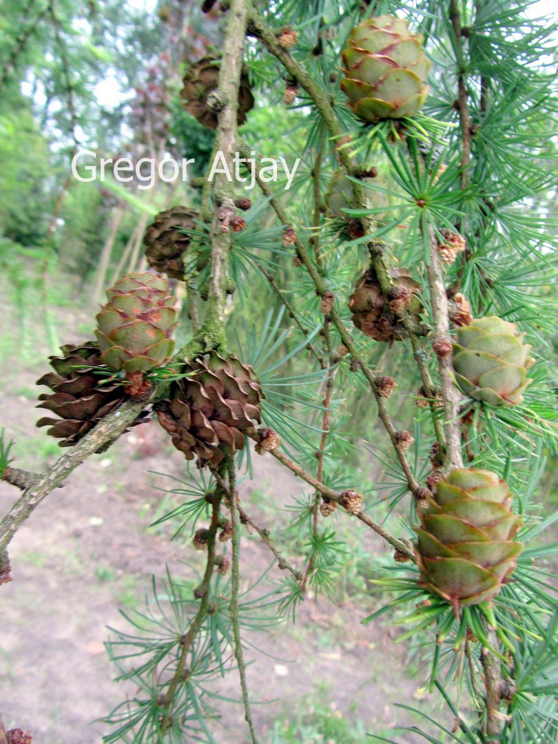 Larix sibirica