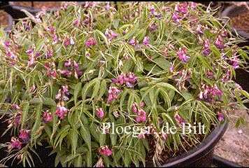 Lathyrus vernus