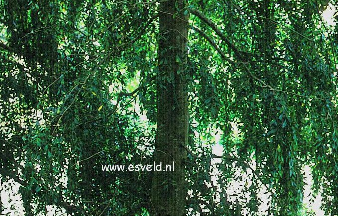 Laurelia sempervirens