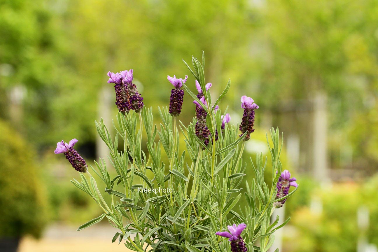 Lavandula stoechas 'Devon Compact'