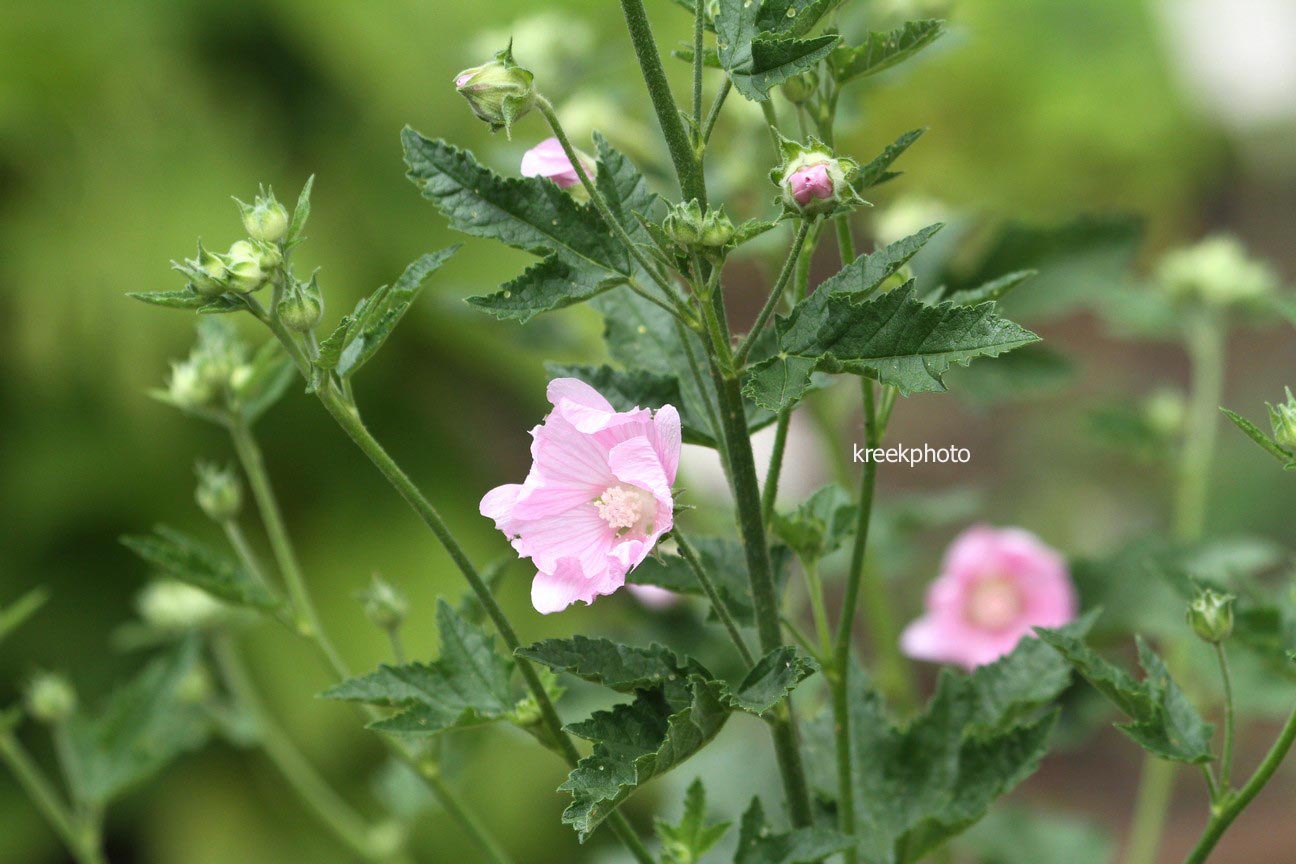 Lavatera thuringiaca