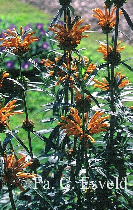 Leonotis leonoris