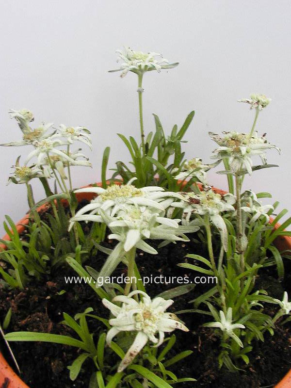 Leontopodium alpinum 'Everest'
