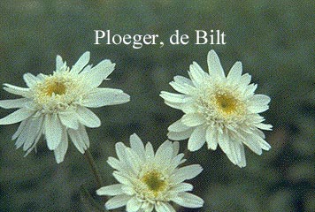 Leucanthemum 'Christine Hageman'