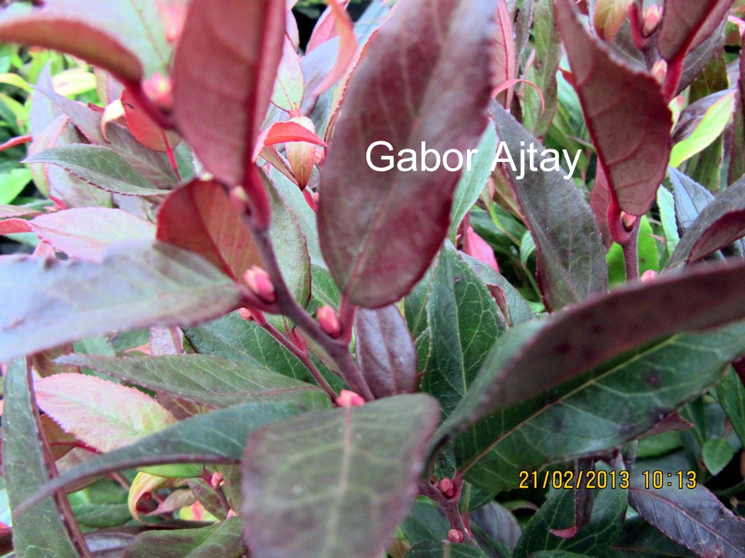 Leucothoe 'Lipsbolwi' (RED LIPS)