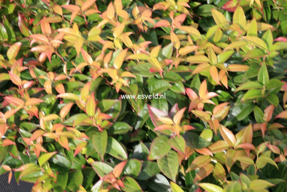 Leucothoe 'Zebonard' (LOVITA)