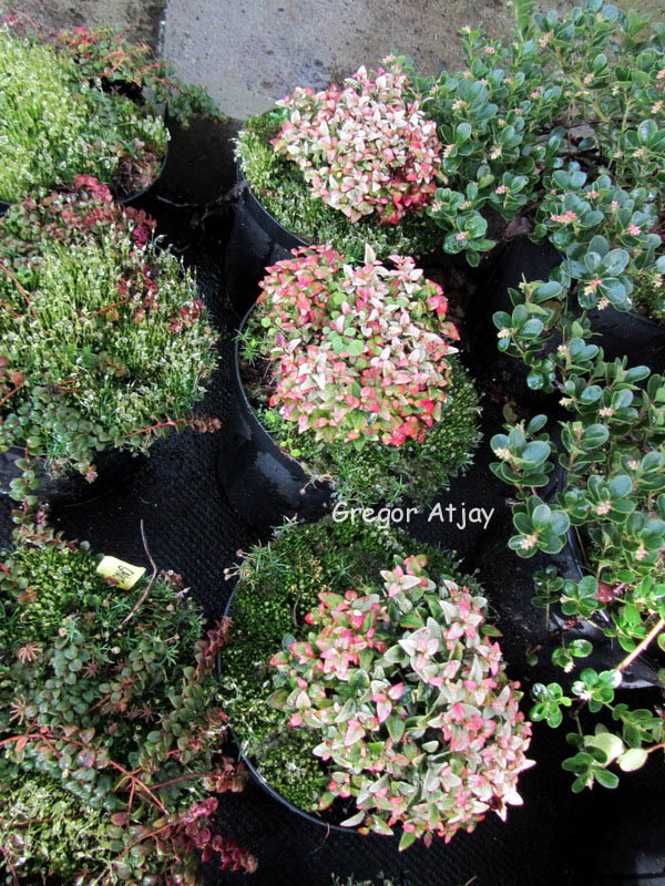 Leucothoe axillaris 'A.E.Wilson'