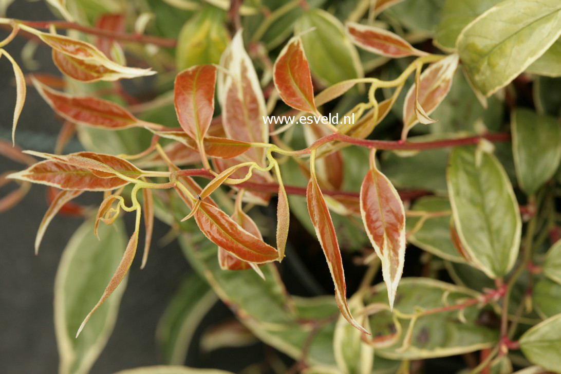 Leucothoe fontanesiana 'Howw' (WHITEWATER)