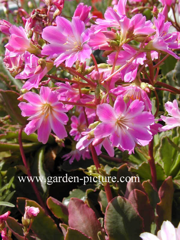 Lewisia cotyledon