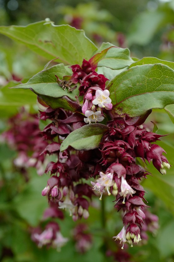 Leycesteria formosa 'Purple Rain'