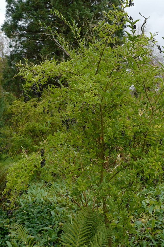 Ligustrum 'Berry Boom'