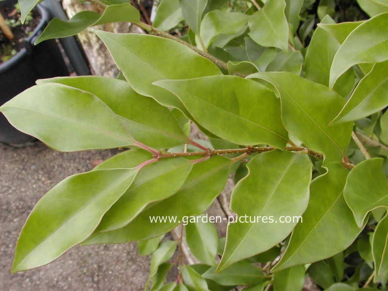 Ligustrum japonicum 'Melgreen' (GREEN CENTURY)