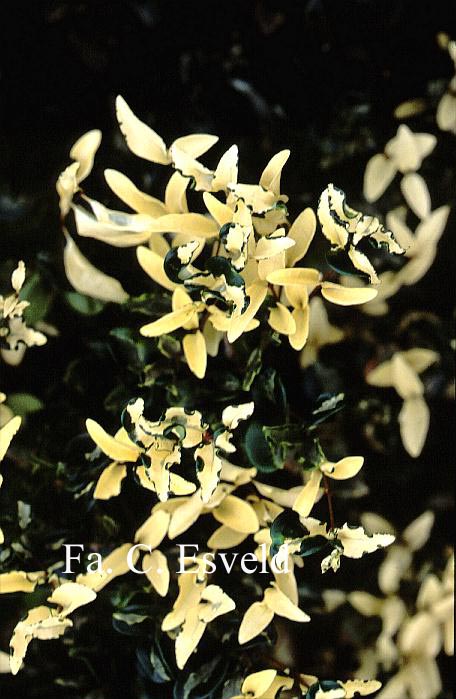 Ligustrum japonicum 'Silver Curls'