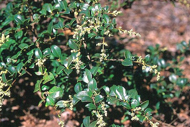 Ligustrum sempervirens