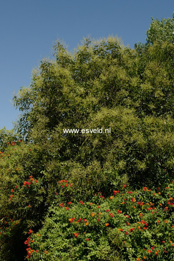 Ligustrum sinense stauntonii