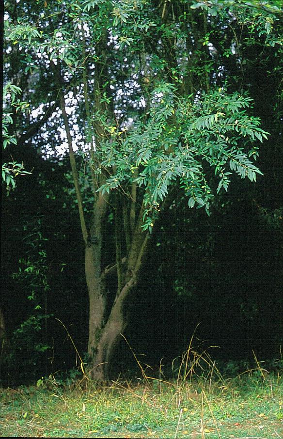 Ligustrum sinense