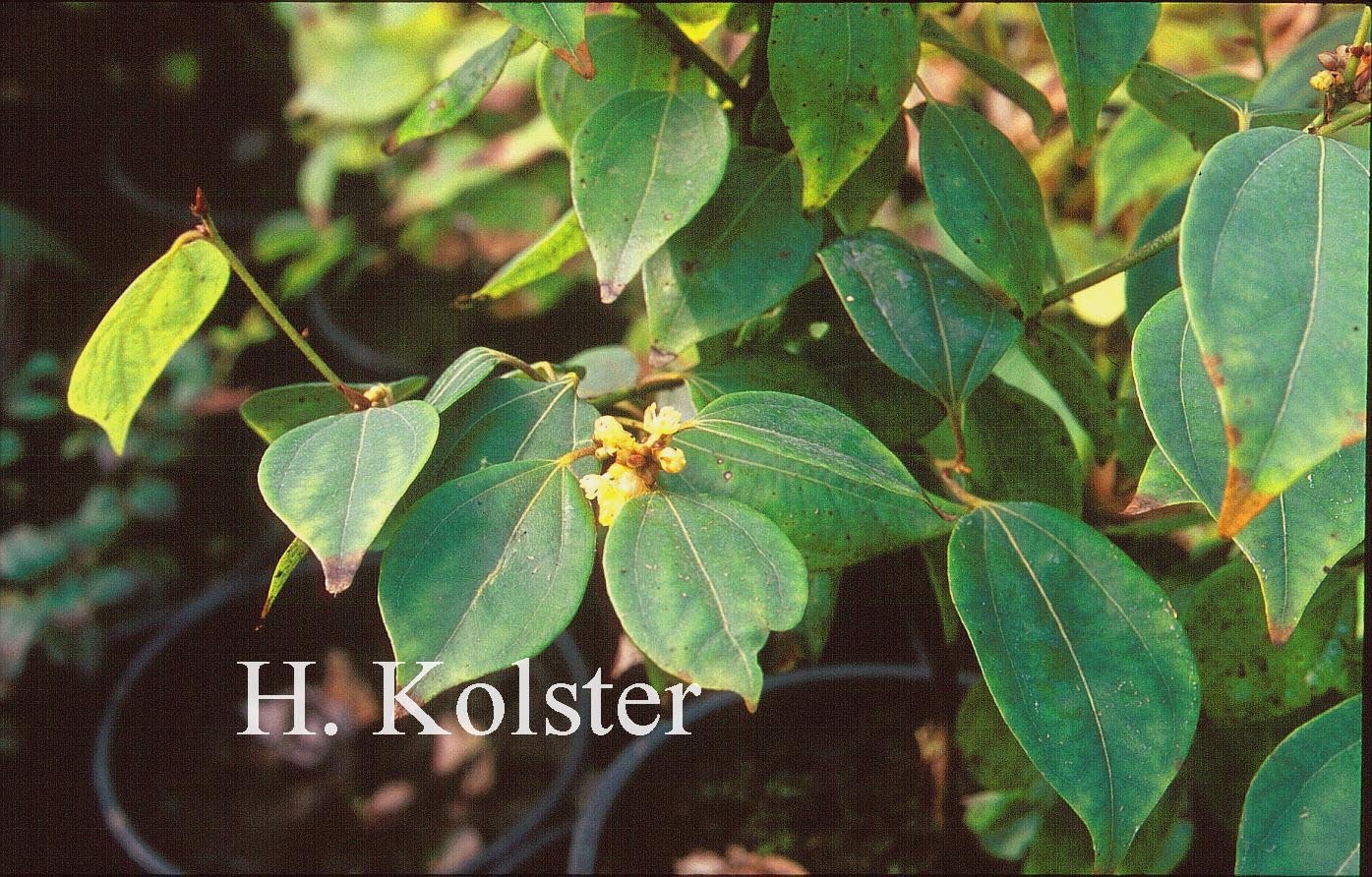 Lindera strychniphylla