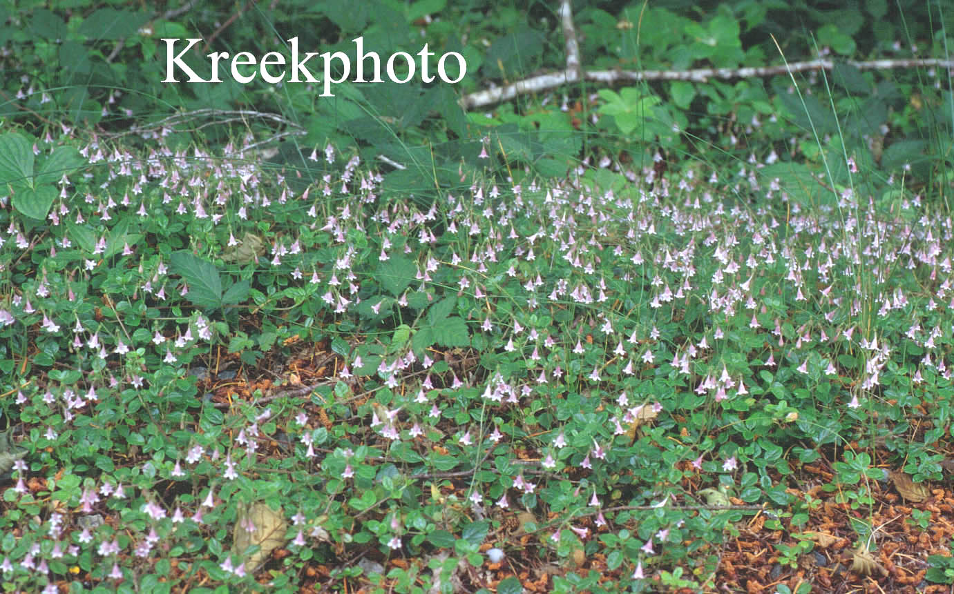 Linnaea borealis