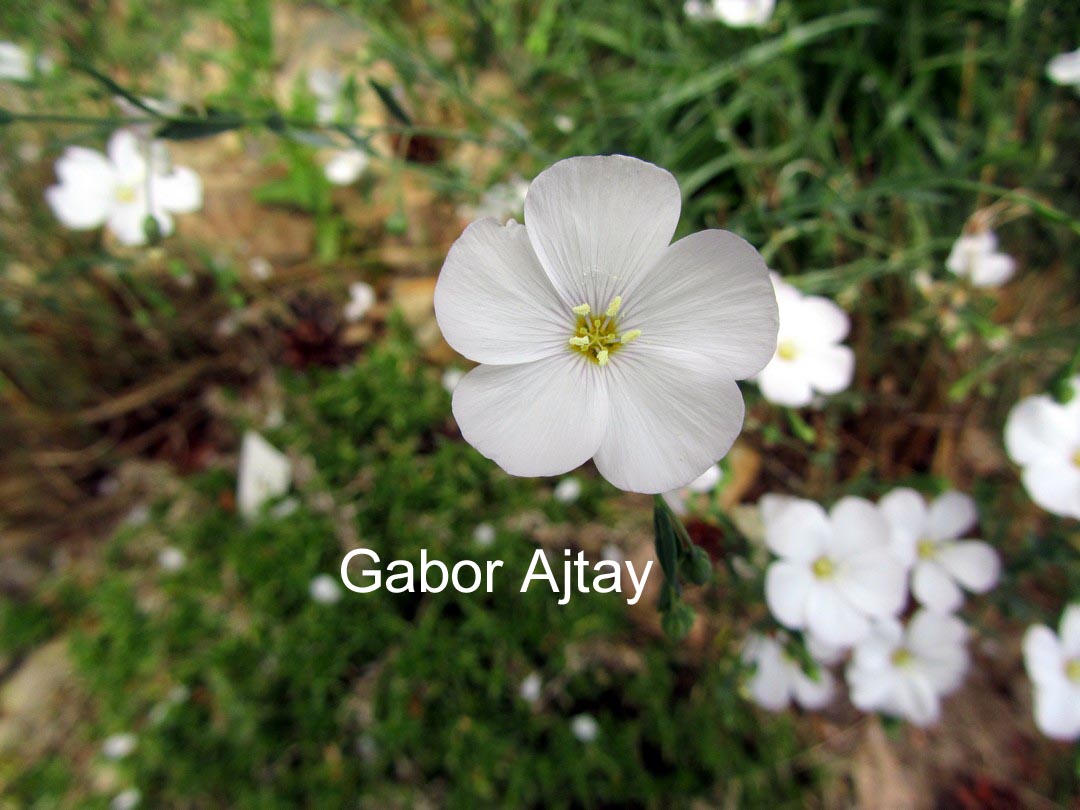 Linum perenne 'Album'