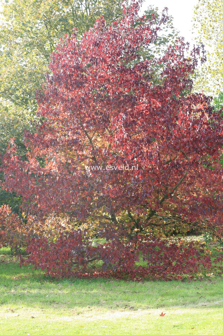 Liquidambar styraciflua 'Andrew Hewson'