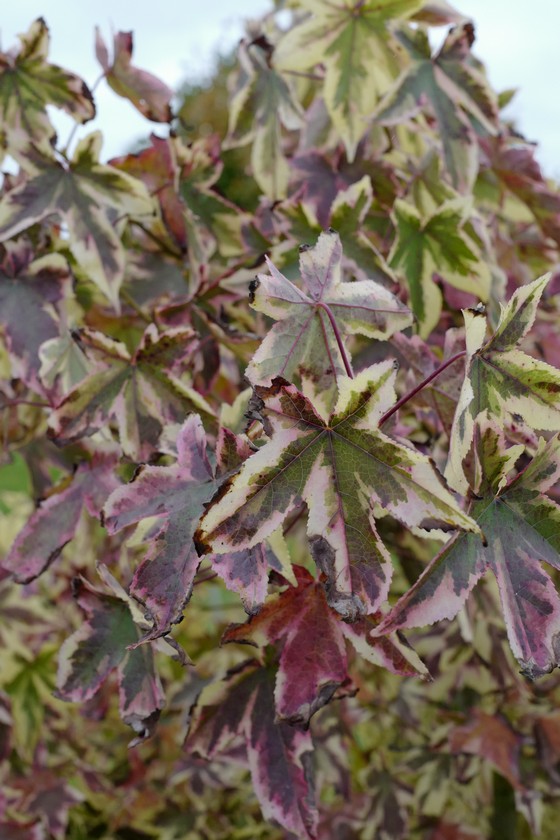 Liquidambar styraciflua 'Aurea'