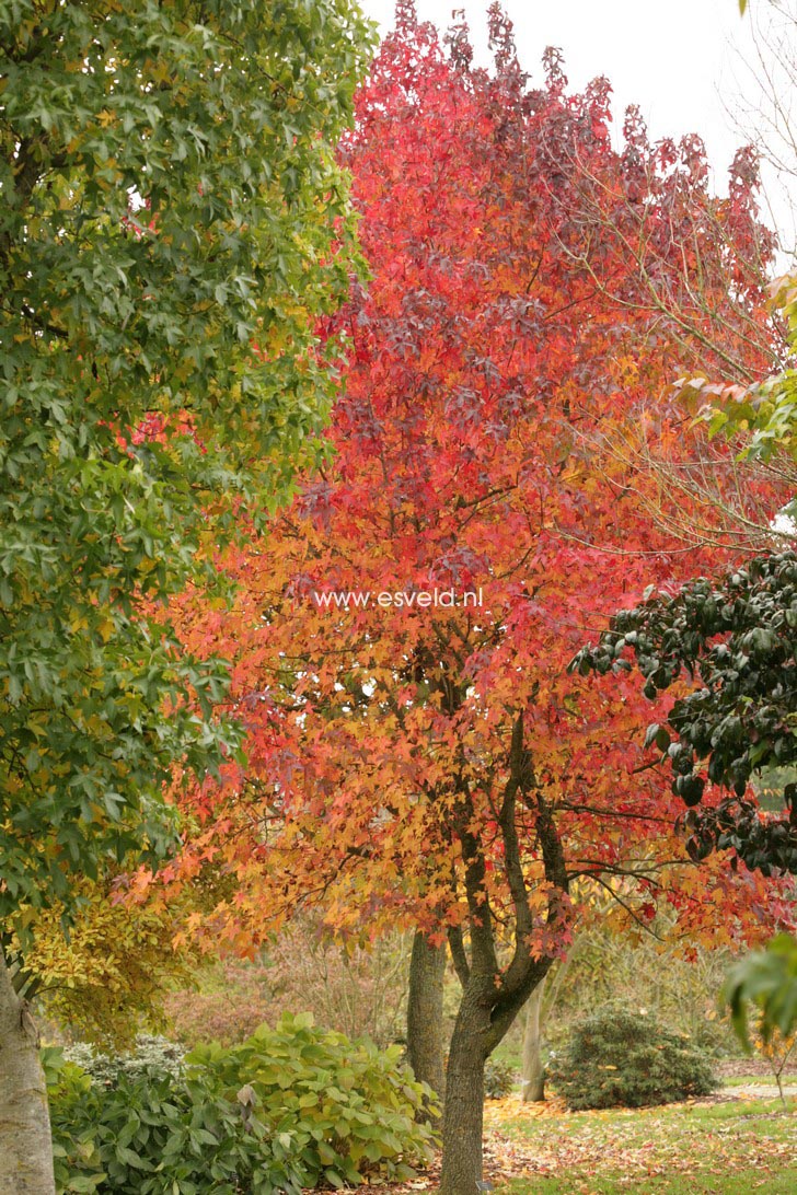 Liquidambar styraciflua 'Aurora'