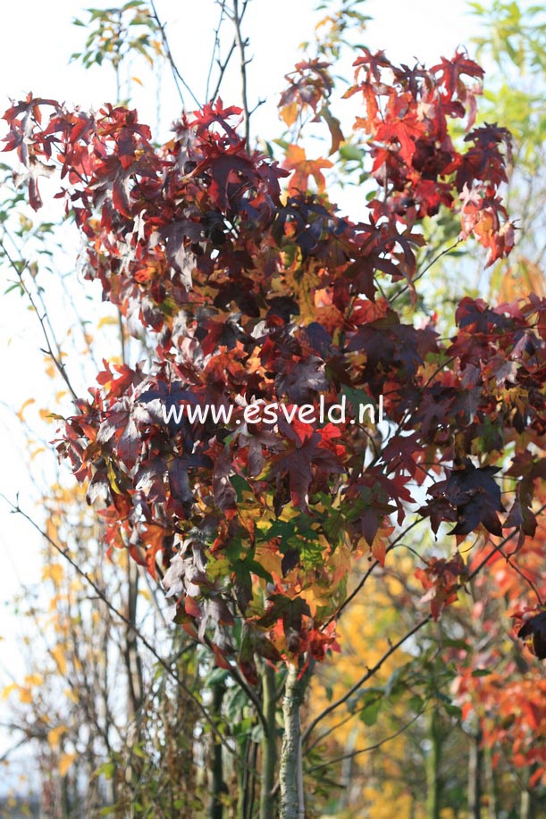 Liquidambar styraciflua 'Autumn Color Globe'