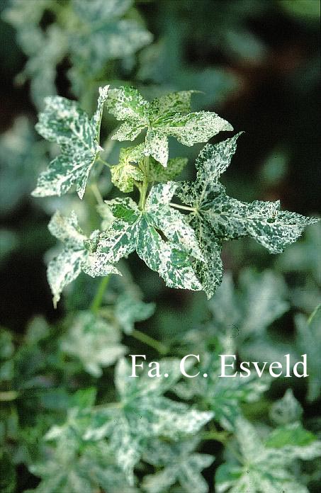 Liquidambar styraciflua 'Frosty'