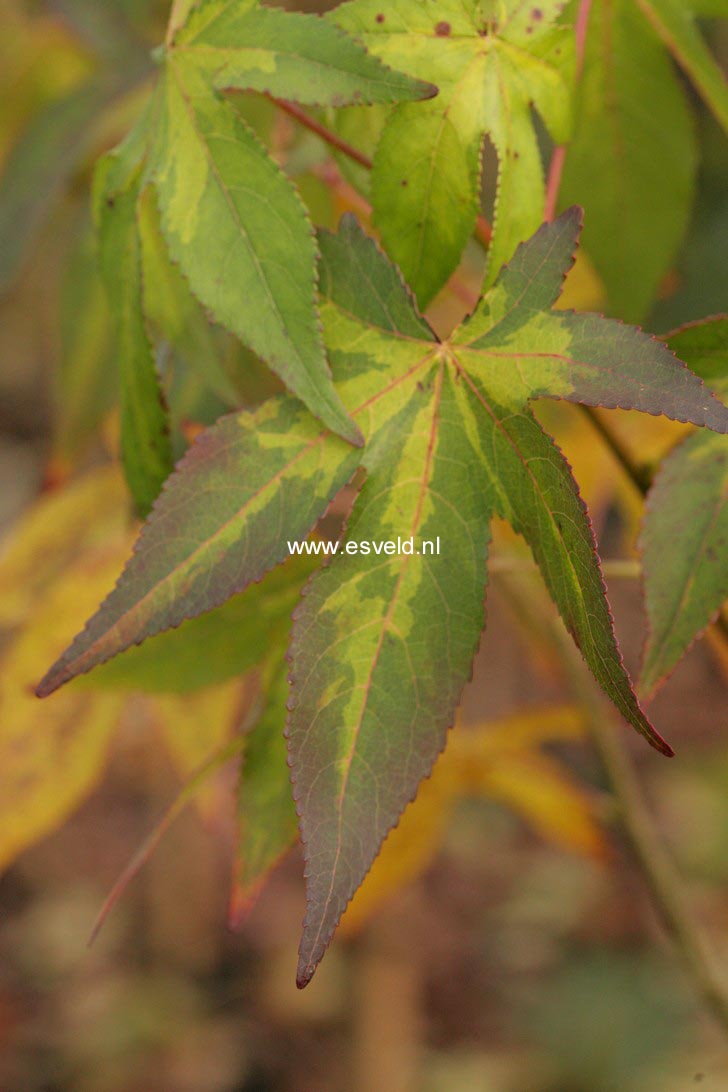 Liquidambar styraciflua 'Gotrev'