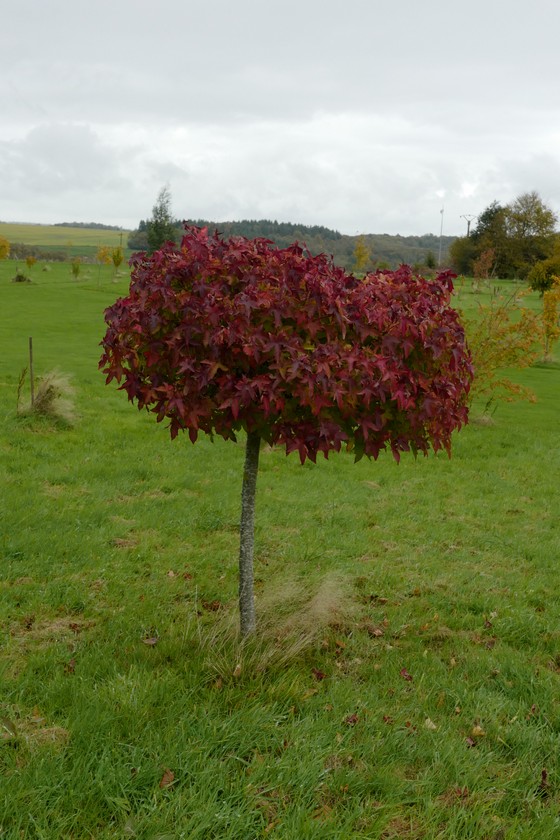 Liquidambar styraciflua 'Gum Ball'