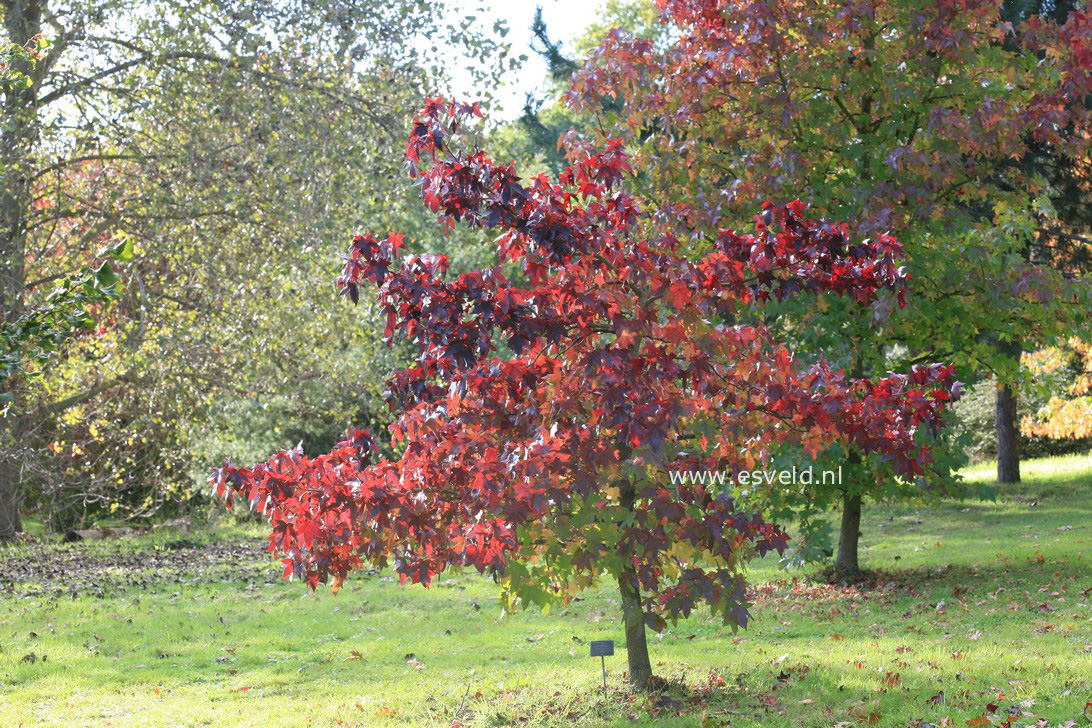 Liquidambar styraciflua 'Kia'