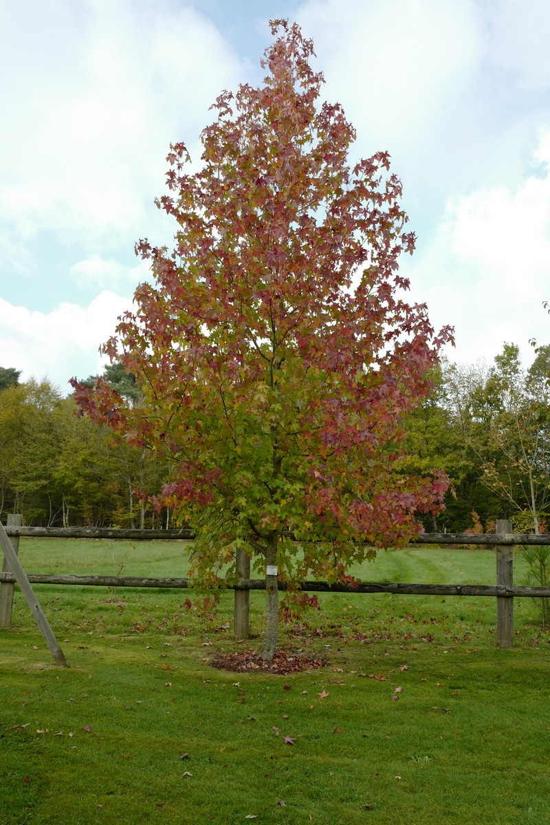 Liquidambar styraciflua 'Moonbeam'