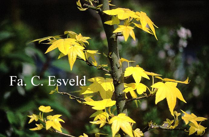 Liquidambar styraciflua 'Naree'