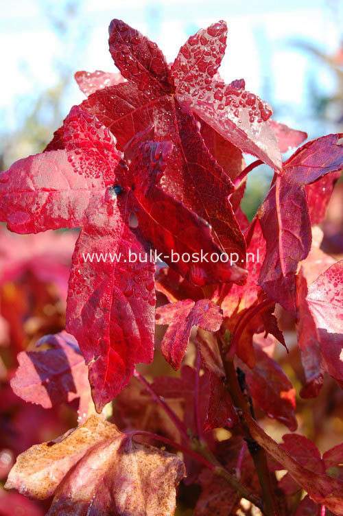 Liquidambar styraciflua 'Oconee'