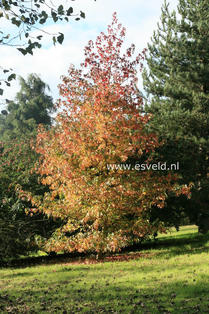 Liquidambar styraciflua 'Parasol'