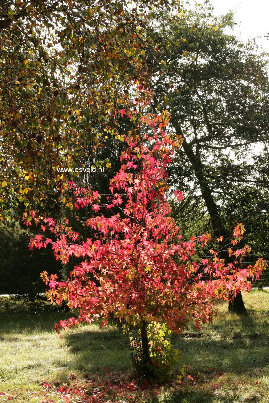 Liquidambar styraciflua 'Stella'