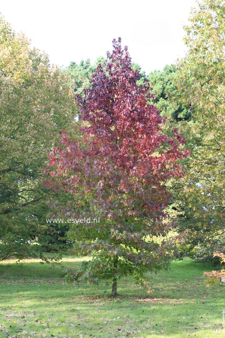 Liquidambar styraciflua 'Thea'