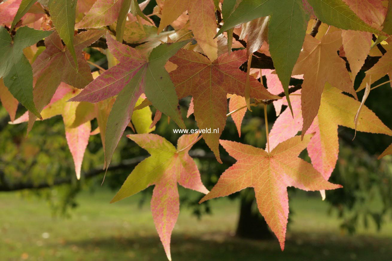 Liquidambar styraciflua 'Variegata'