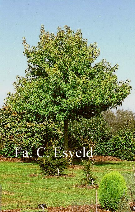 Liquidambar styraciflua 'Worby Rose'