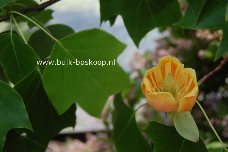 Liriodendron 'Chapel Hill'