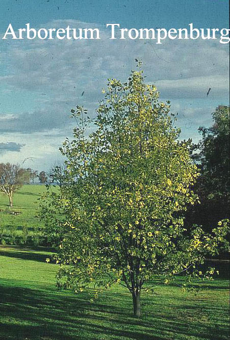 Liriodendron tulipifera 'Aureomarginatum'