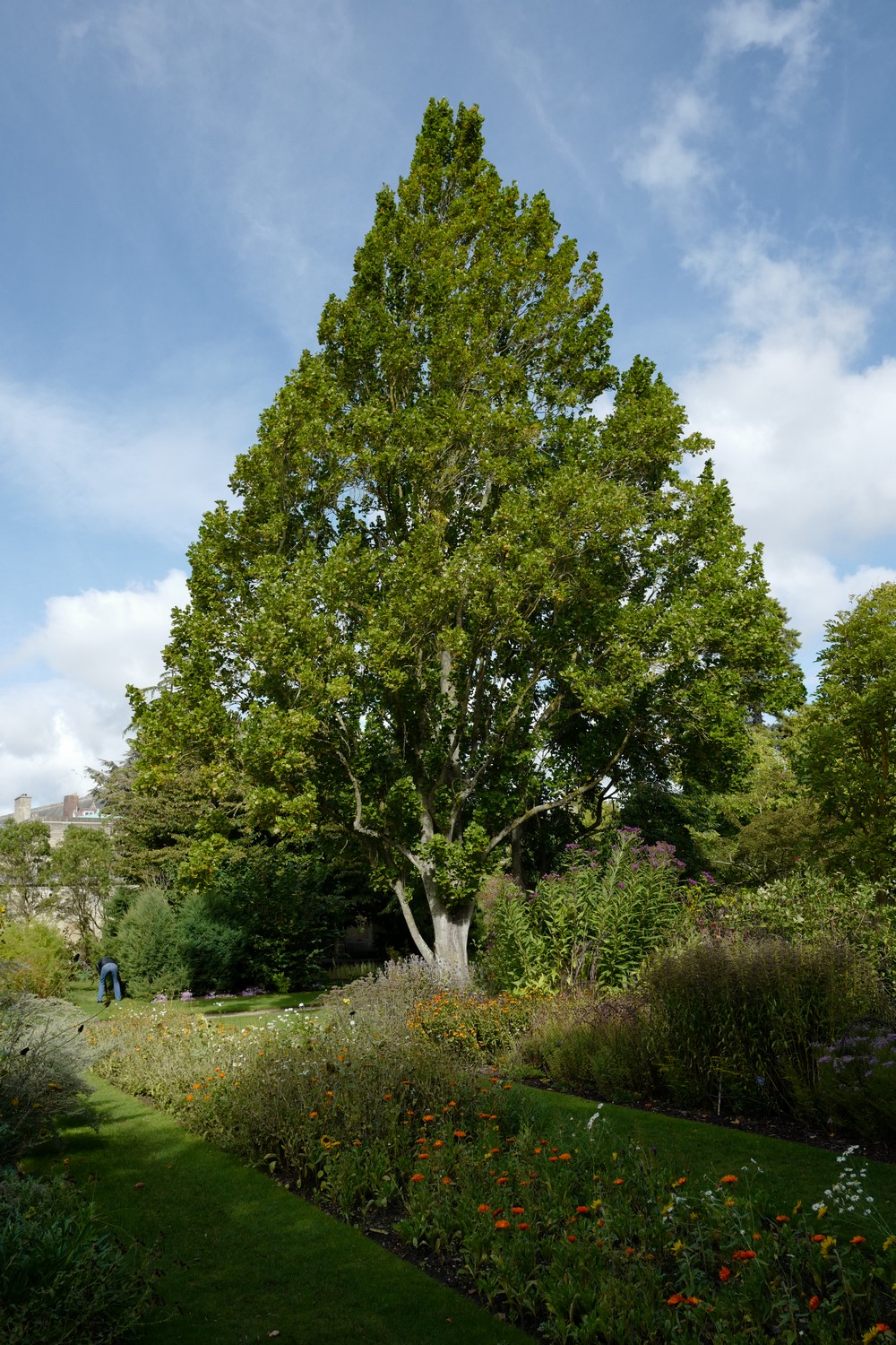Liriodendron tulipifera 'Fastigiatum'
