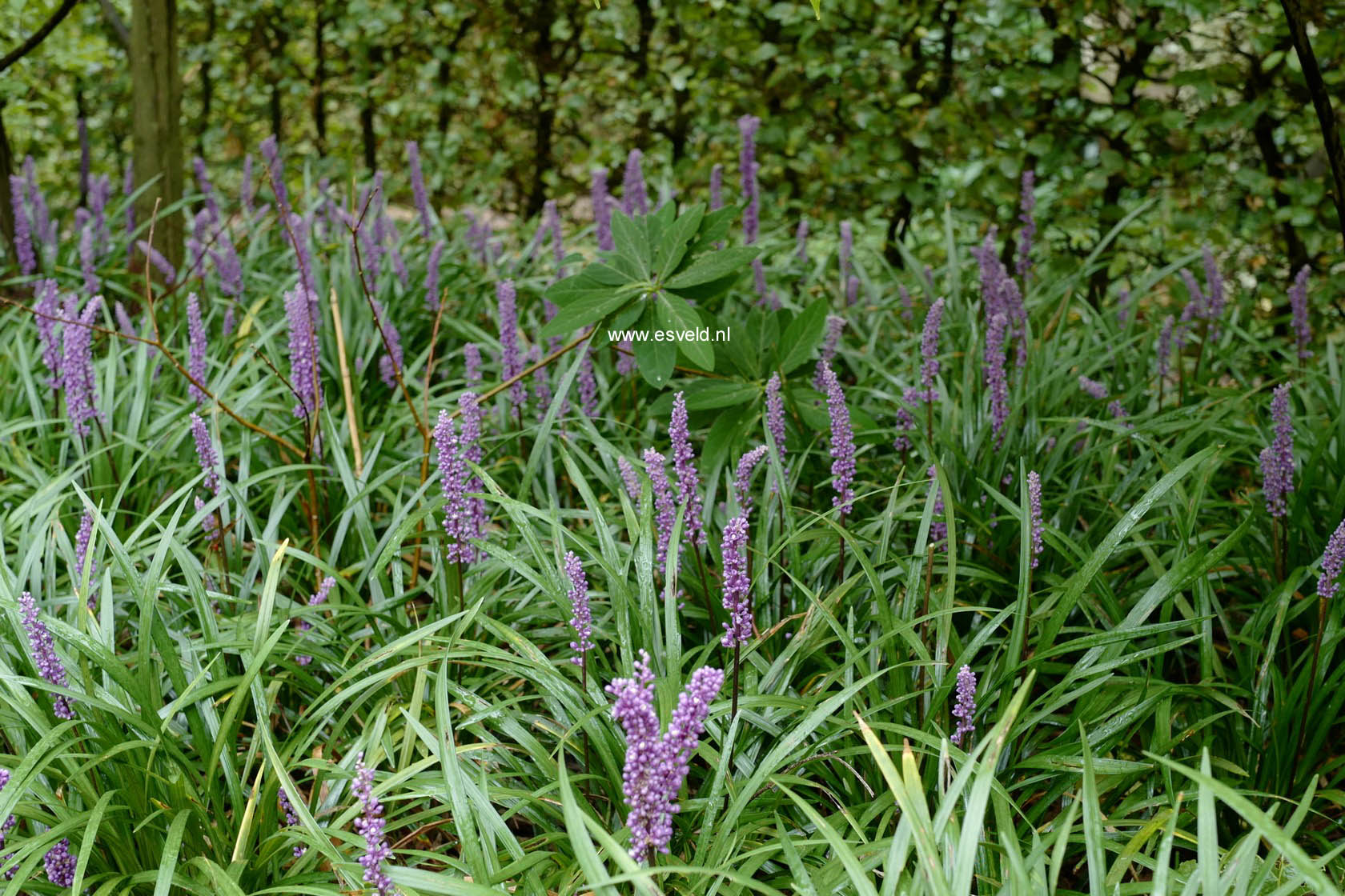 Liriope muscari 'Big Blue'