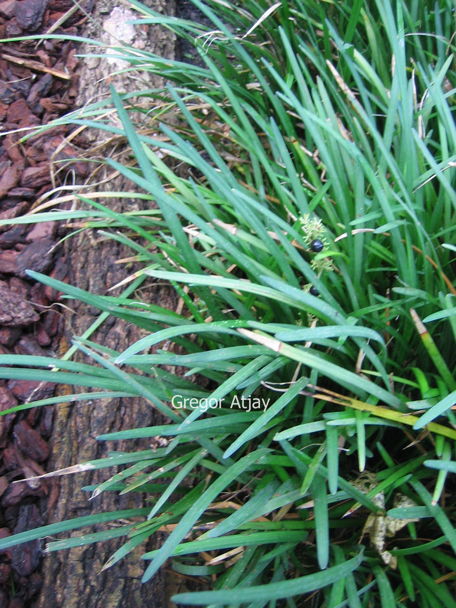 Liriope spicata